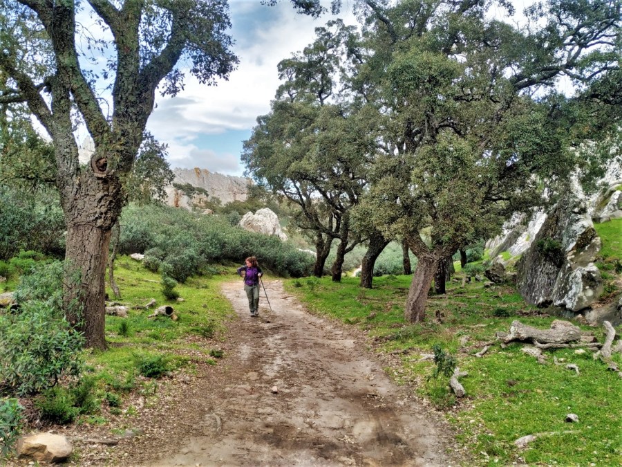 Private guided hiking tour in a cork oak forest in El Estrecho natural park in Cadiz